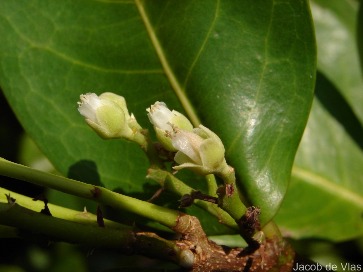 Chrysobalanus icaco L.